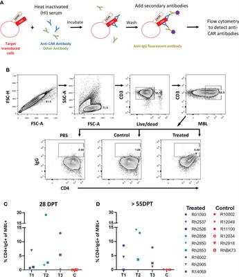 Development of an anti-CAR antibody response in SIV-infected rhesus macaques treated with CD4-MBL CAR/CXCR5 T cells